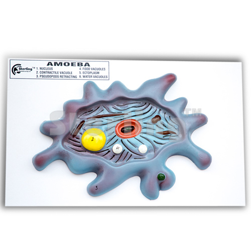 AMOEBA MODEL COLOURED