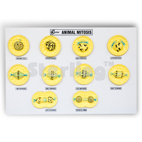 ANIMAL MITOSIS MODEL