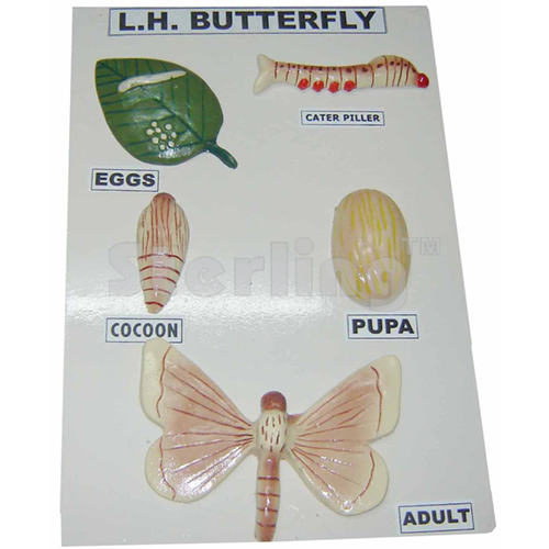 BUTTERFLY LIFE HISTORY