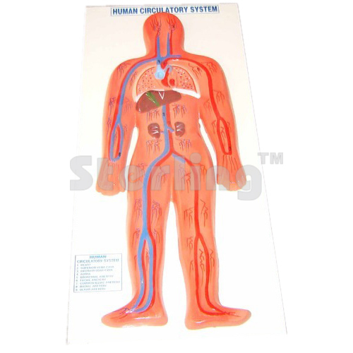 CIRCULATORY SYSTEM