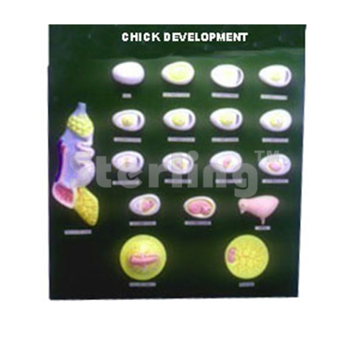 DEVELOPMENT OF CHICK
