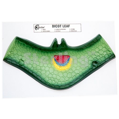 DICOT OF LEAF WITH KEY CARD