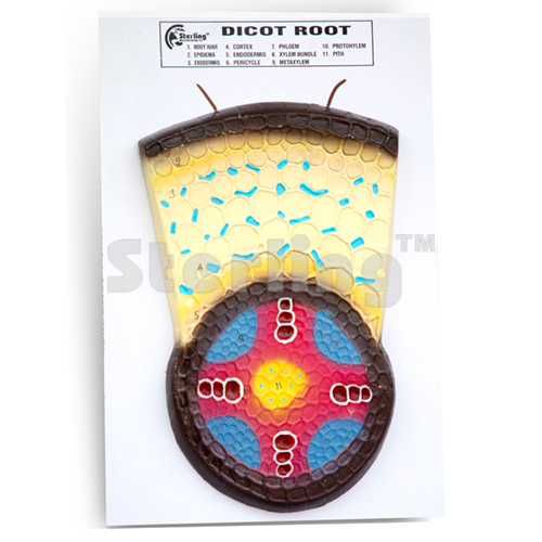 DICOT ROOT T.S