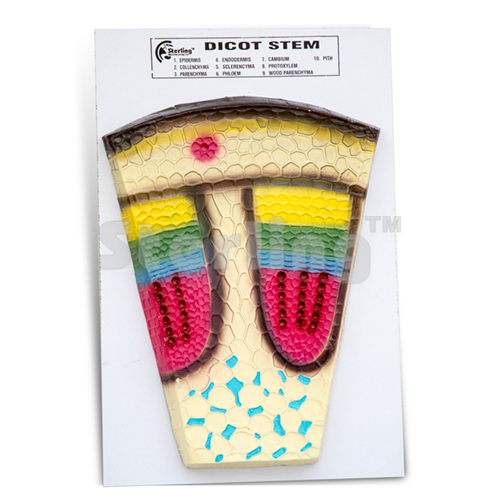 DICOT STEM ANATOMY T.S & L.S