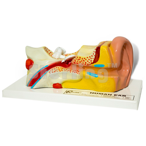 EAR