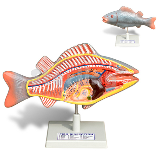 FISH DISSECTION