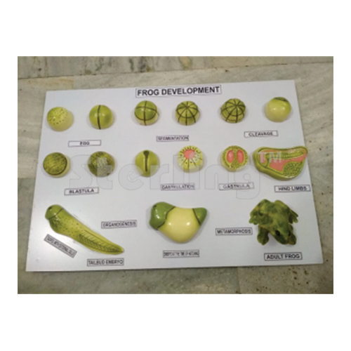 FROG DEVELOPMENT 16 FIGURES<h4 class="special-price">SMC-70101</h4>