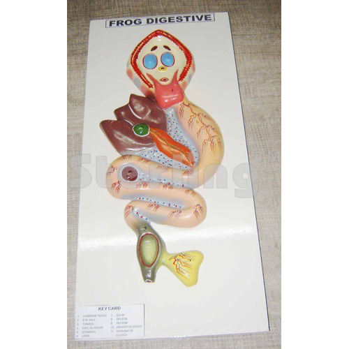FROG DIGESTIVE