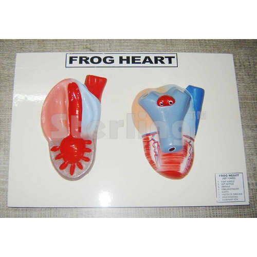 FROG HEART ON BOARD