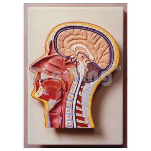 HEAD AND NECK L.S