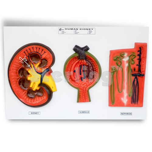 KIDNEY SECTION NEPHRON GLOMERULUS