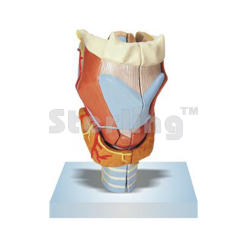 LARYNX MODEL