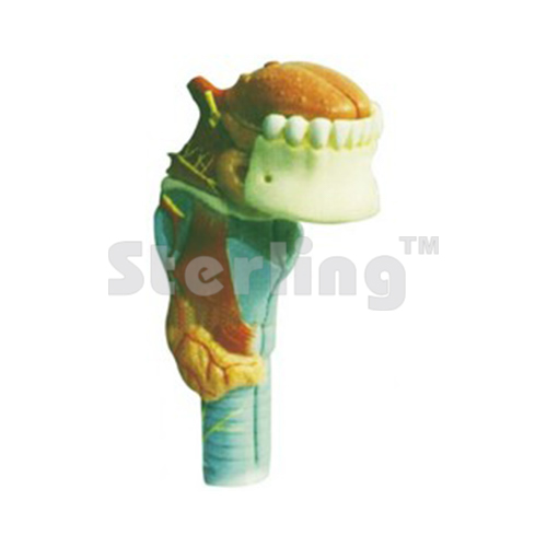 LARYNX WITH TONGUE