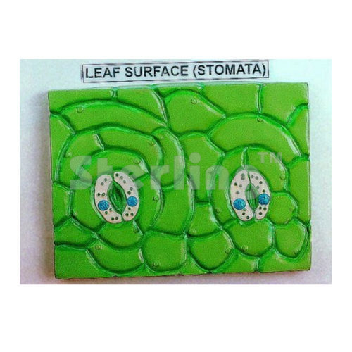 LEAF STOMATA MODEL