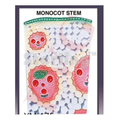 MONOCOT STEM ANATOMY T.S & L.S