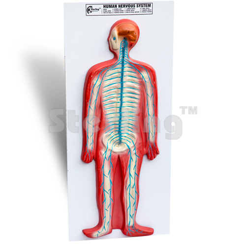 NERVOUS SYSTEM ON BOARD