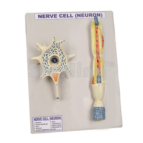 NEURON MODEL