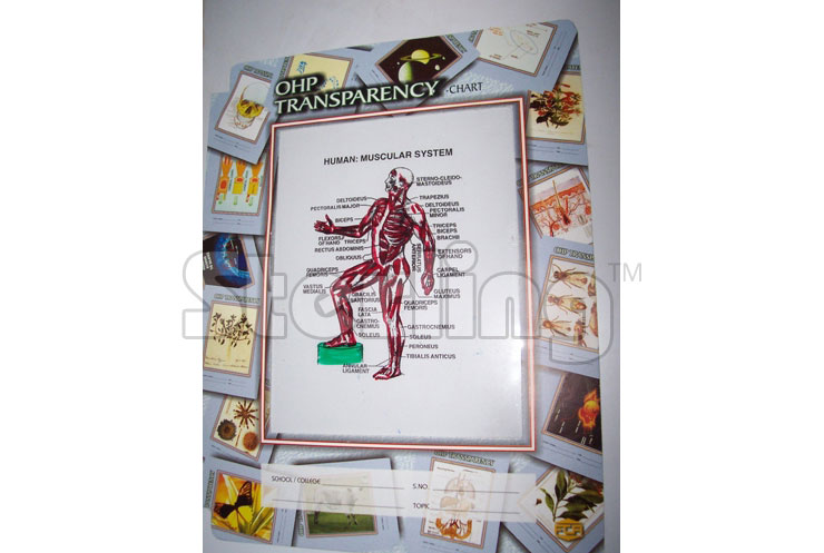 OHP Transparencies