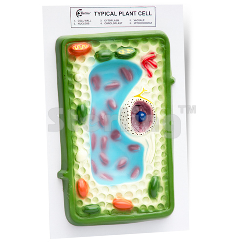 PLANT CELL MODEL