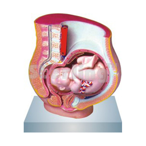 PREGNANCY PELVIS WITH BABY 3D