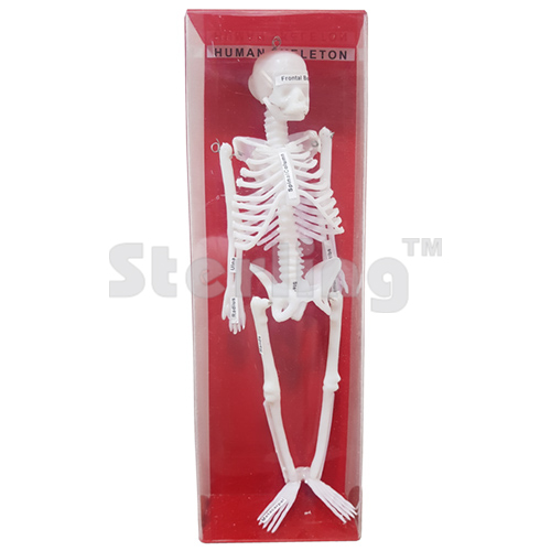 SKELETON HUMAN