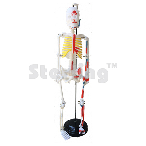SKELETON HUMAN(FIBER)
