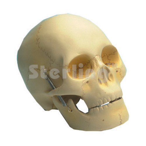 SKULL MODEL