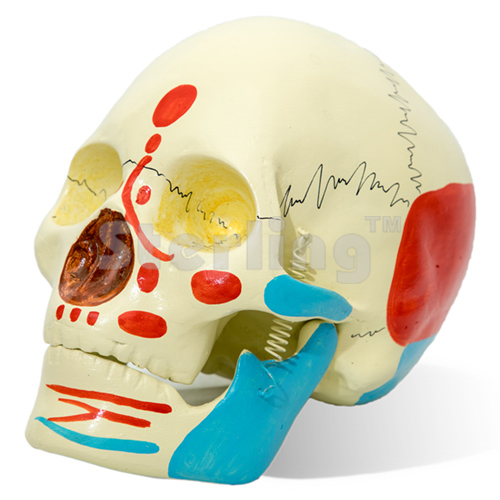 SKULL MODEL COLOURED