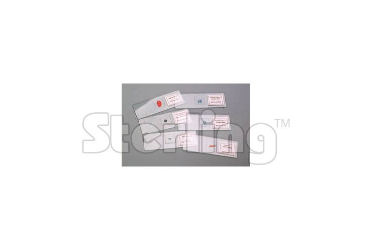 SLIDE PREPARED FOR MICROSCOPE