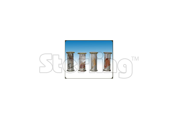SPECIMENTS IN PLASTIC JAR
