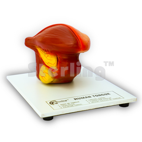 TONGUE MODEL