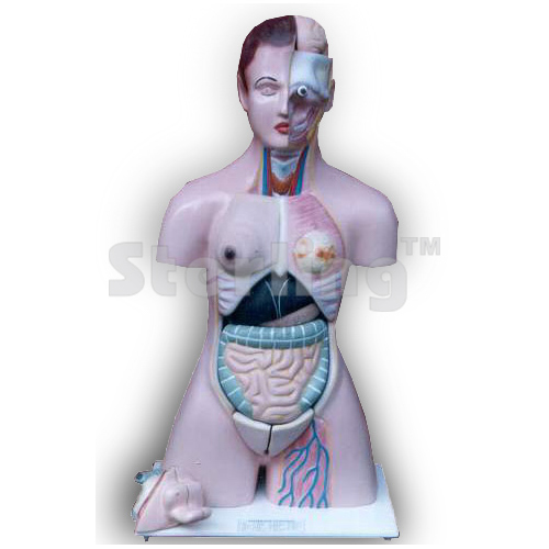 TORSO LIFE SIZE WITH INTERCHANGEABLE SEX ORGANS