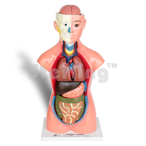TORSO MEDIUM SIZE