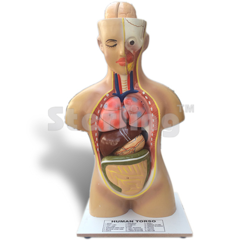 TORSO SMALL ECONOMY
