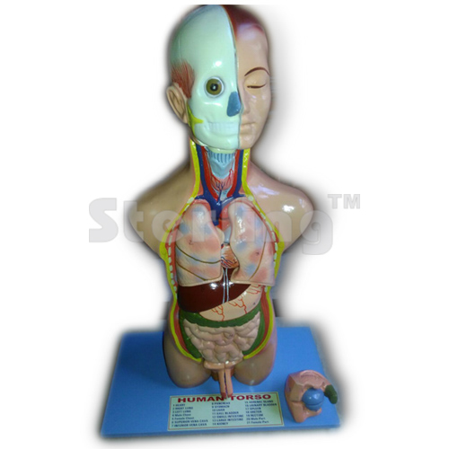 TORSO SMALL SIZE INTERCHANGEABLE SEX ORGANS INCHES 14 PARTS