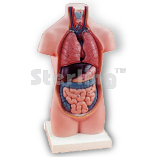 TORSO WITHOUT HEAD