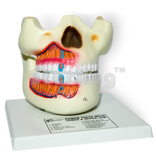 UPPER & LOWER JAW