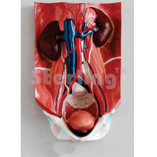 URINARY ORGANS WITH INTERCHANGEABLE ORGANS