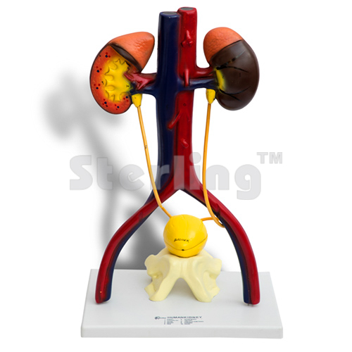 URINARY SYSTEM